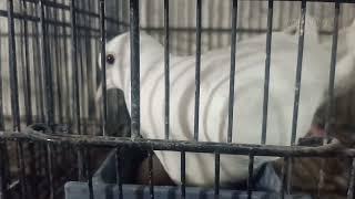 beautiful pigeon Dove breeds Dove like pigeon for sale pure white and brown pigeon breeds