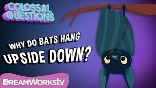 Why Do Bats Sleep Upside Down?  COLOSSAL QUESTIONS