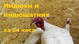 Индюки и индюшатник за 24 часа