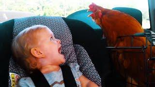 El Momento Más Divertido Entre Bebés Y Pollo #5   Compilación de Bebés Divertidos