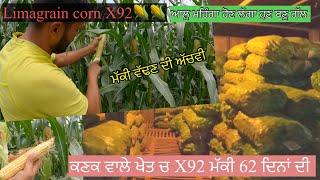 Corn  limagrain X92ਡਾ ਹਰਮਨ ਦੀ x92 ਮੱਕੀ ਬਹੁਤ ਵਧੀਆ ਕਣਕ ਵਾਲੇ ਖੇਤ ਚSEERA DHILLON