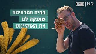 למה ספוגי ים חשובים לחיים של כולנו?   כאן חיים