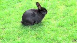 Black Bunny Rabbit Walking Outside