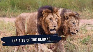 Gijima Male Lions - Rise Of The Most Dominant Duo of Southern Sabi Sand