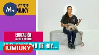 IUMIUKY Gatos en verano  Mediaset