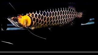 Top 10 Ikan Arwana Premium Gold Grade Terbaik - Satu-satunya Arwana Asia Emas Hitam Langka