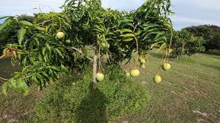 Mango trees Venus Little Gem Alphonso