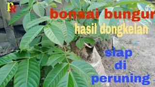 bonsai bungur hasil dongkel siap di prunimg