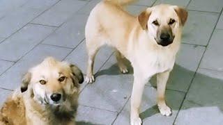 Beautiful dogs abandoned on the street walking at night