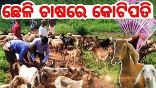 Goat Farming low investment heavy profit full details in Odia all plans marketing process explained