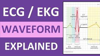 ECG Waveform Explained and Labeled  ECG Interpretation Nursing NCLEX