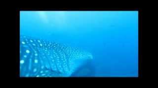 Darwin´s Arch Diving with Whale Shark Galápagos