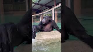 Little pool playing for Vali the Chimp.