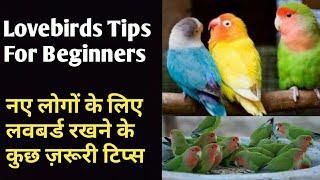 Lovebirds Breeding Tips for Beginners नए लोगों के लिए लवबर्ड रखने के लिए टिप्स