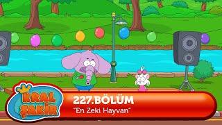 Kral Şakir 227. Bölüm - En Zeki Hayvan