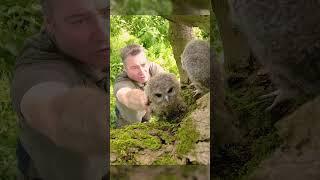 Placing tawny owl chicks with a wild foster family