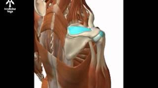 Medicine Yoga Rotator Cuff Anatomy