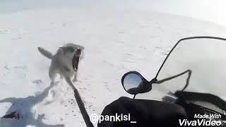 Охота на Волков невозможно убить Волка