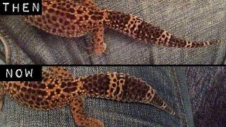 How To Fatten Up A Leopard Gecko Tail