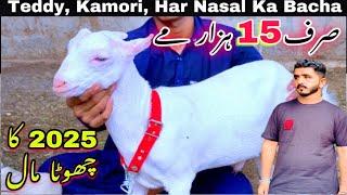 2025 Ka Asli Or Nasli Bakray  Sirf 15 Hazar Se  Teddy  Kamori Ghulabi Goats Of Aslam Goat Farm