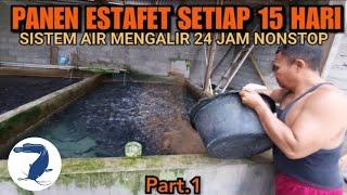 Sistem budidaya ikan lele air mengalir 24 jam dan panen estafet setiap 15 hari 