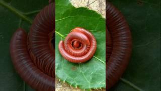 Millipedes breed on leaves.