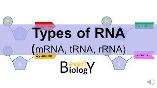 Types of RNA mRNA tRNA rRNA