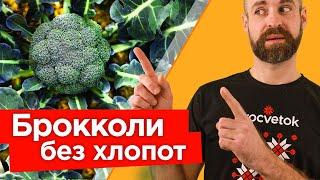 Делюсь секретами ОГРОМНОГО УРОЖАЯ БРОККОЛИ Тонкости выращивания брокколи от посева до сбора урожая