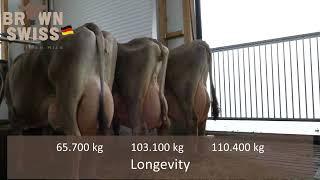  Brown Swiss Germany  Швицская каров  #Brown_Swiss_Austria Швиц Уй