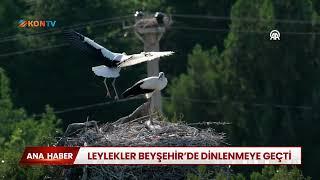 Leylekler Beyşehirde dinlenmeye geçti