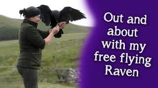 Fable the Raven  Out and about with my free flying Raven