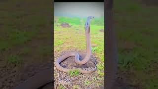 बहुत खतार्णक सापदेख कर दर जाओ गै  snake video is very danger  how to snake videos  #virl#shorts