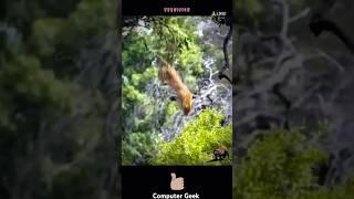 DOOM FROM ABOVE  Leopards Jaw-Dropping Leap #wildlife  #nature