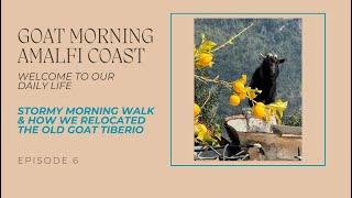 STORMY SUNDAY MORNING WALK & HOW WE RELOCATED THE OLD GOAT TIBERIO  Goat Morning Amalfi Coast Ep. 6