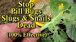 Stop Slugs Snails and Pill Bugs From Damaging  Your Garden Plants Easy & 100% Effective