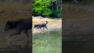 Ranger the Ocean Dog fishing again #happydog #furhavn #trawler #nordhavn40 #kitimat #fishing #ocean