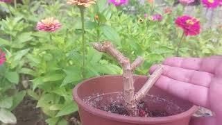 Dont throw away the leafless geranium You can get one or more bushes out of it