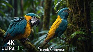 Birds of the Tropics - Jungle Chirpers  4K Scenic Cinema With Nature & Bird Sounds