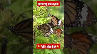 butterflies life cycle #butterfly #butterfly_video #catterpillar #shorts #shortsreels