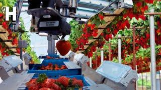 Excellent Hydroponic Strawberries Cultivation Technology – Robotic Strawberry Harvester  Happy Farm