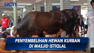 Penyembelihan Hewan Kurban Masjid Istiqlal Sembelih 43 Sapi dan 8 Ekor Kambing - SIP 0207