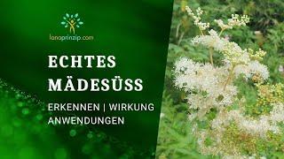 Das echte Mädesüß Filipendula ulmaria - Die Wiesenkönigin  Anwendung und Wirkungsweise