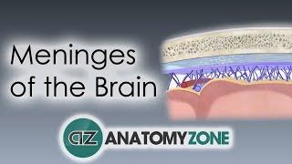 Meninges of the Brain  3D Anatomy Tutorial