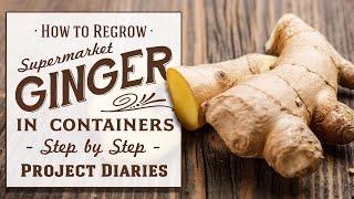  How to Regrow Ginger from Store Bought in Containers Step by Step Guide