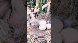 CARI TELOR DAN ANAK AYAM HUTAN