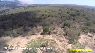 Baluran National Park - Situbondo - East Java - Indonesia