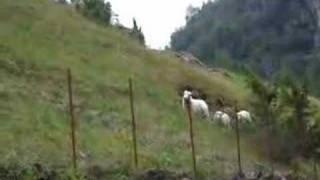 The Norwegian Sheep