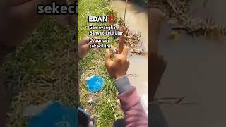 EDAN‼️ BANYAK LELE LIAR DI SUNGAI KECIL INI #mancing #mancingikanlele #mancingdisungai