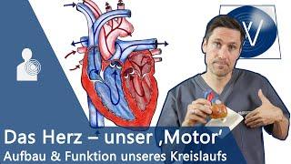 Unser Herz & Blutkreislauf einfach erklärt Anatomie Funktion und Physiologie vom Lebensmotor