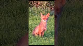 #nature #fox #лиса